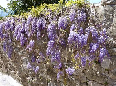 Wisteria sinensis